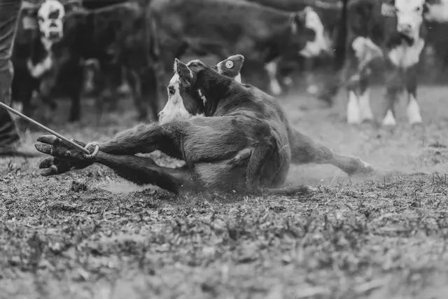 A resting calf on the Redline operation